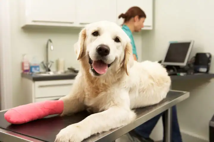 TPLO Surgery TCVCCares