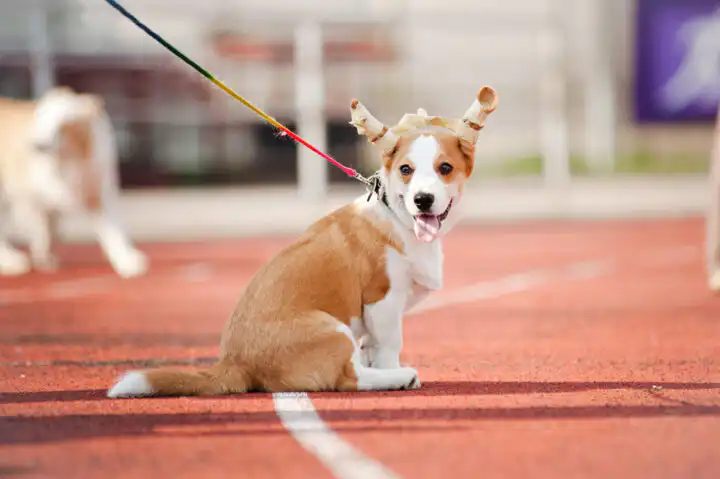 corgi puppy with bandaged ears