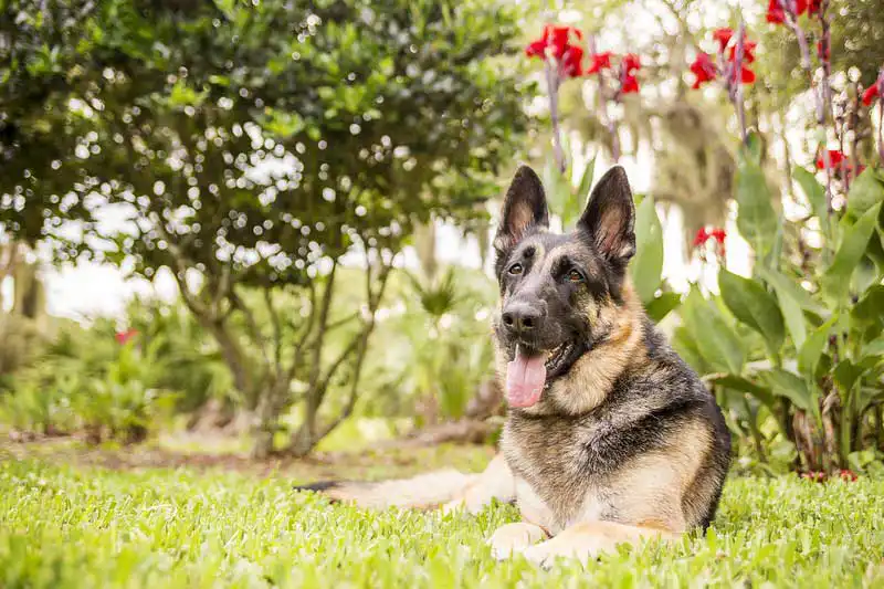 K9 Units