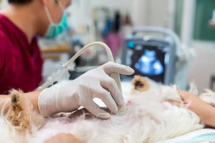 Ultrasound abdomen is a non-invasive procedure