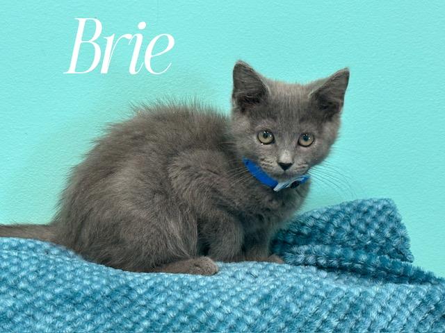 Brie