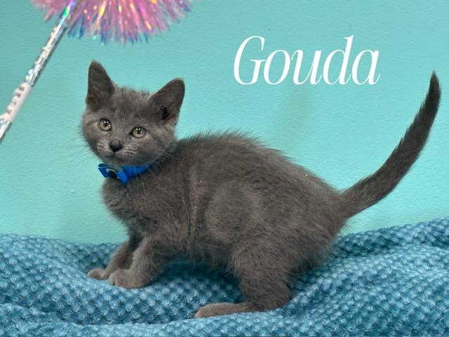 Gouda