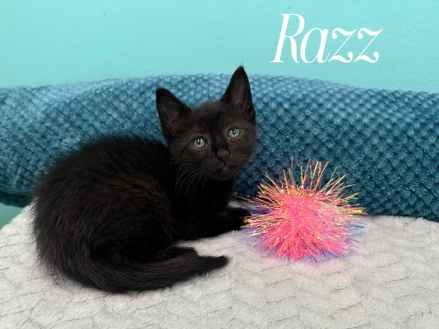 Razz