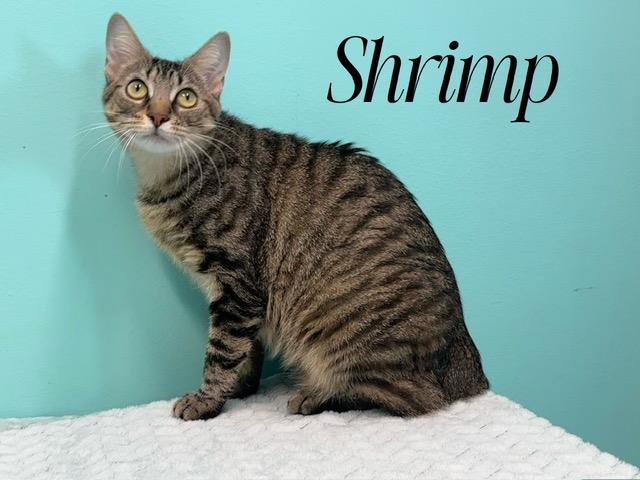 Shrimp