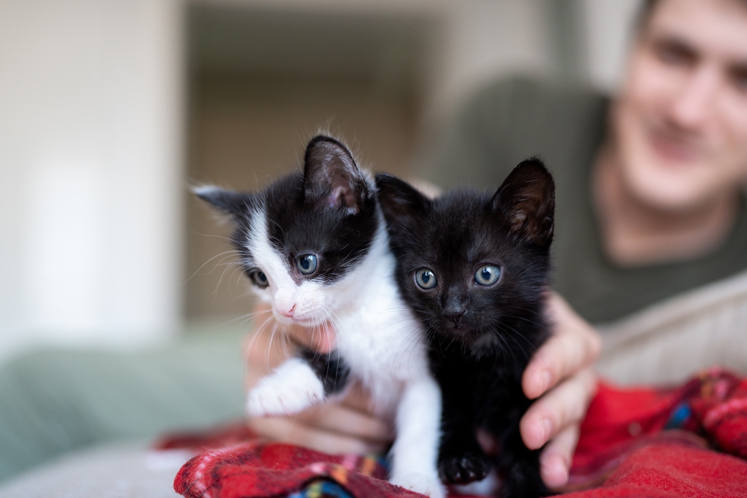 Cute little black and white kitten sitting on sofa. Young cute little kitty at home. Cute funny home pets. Domestic animal and young kittens.