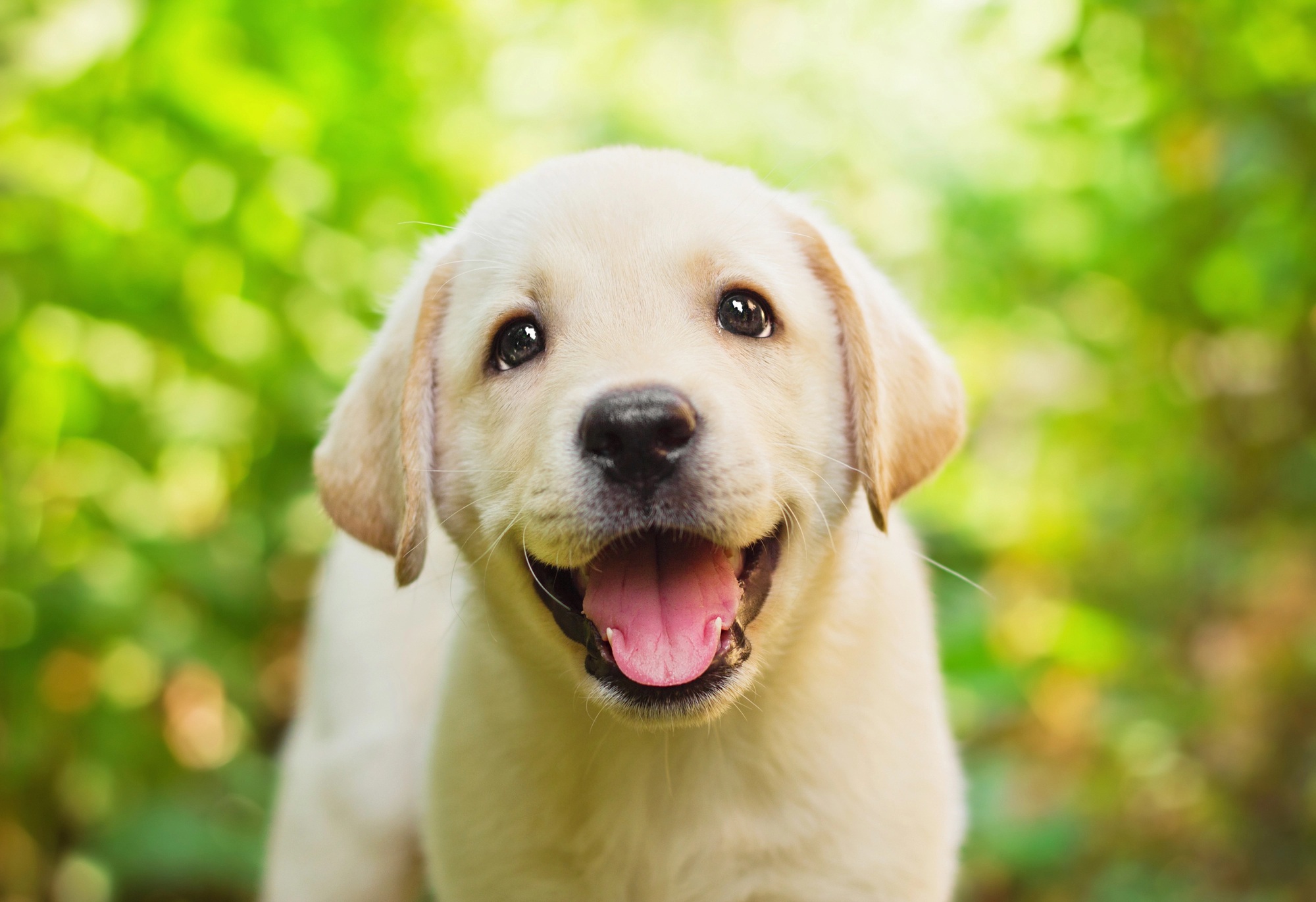 dog dog