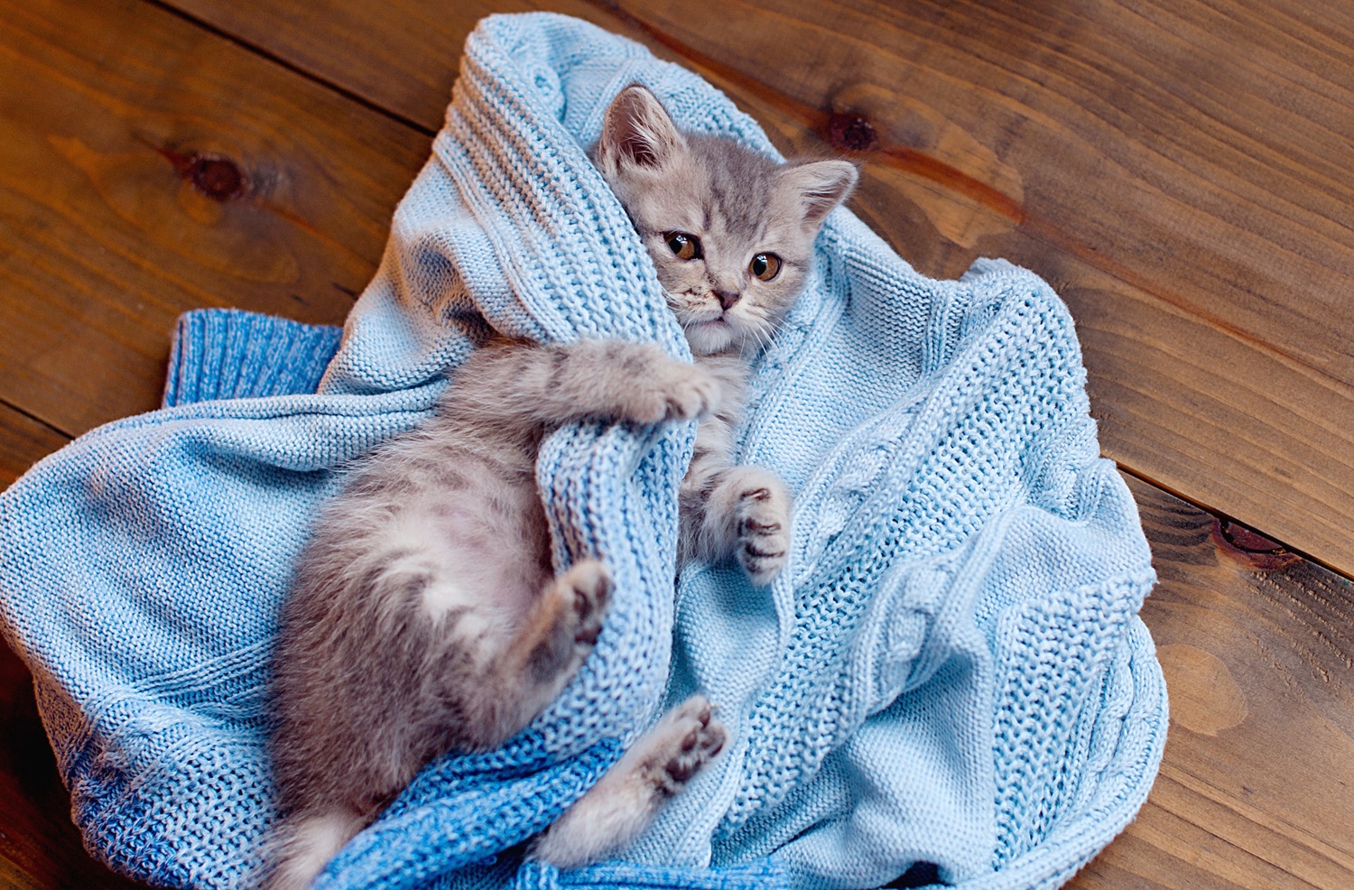 Gray tabby kitten sleeps. Portrait of beautiful fluffy striped tabby kitten. Animal baby cat lies in bed