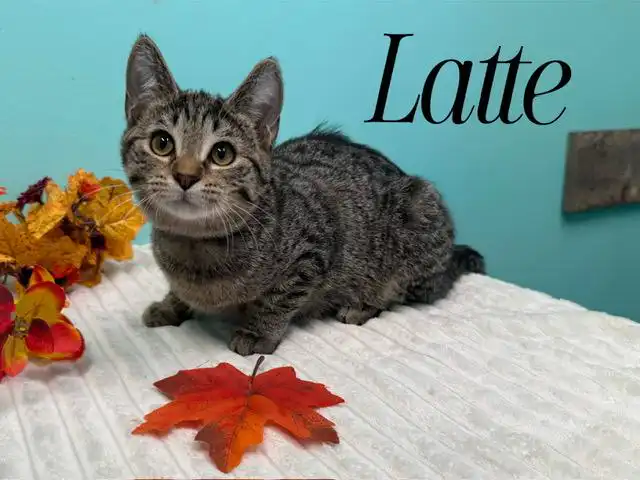 Latte
