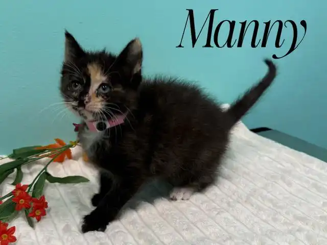 Manny