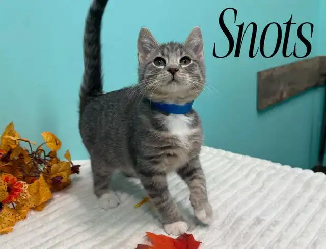 Snots